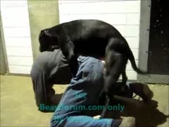 An industrious construction worker takes a break and goes home to engage in beastiality sex with a K9